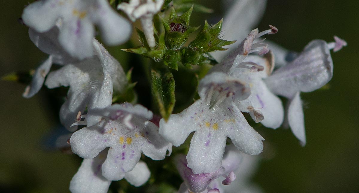 Kelche, Blüten